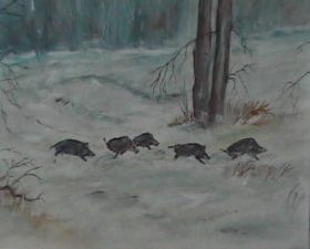 Wildschweinrotte im Winter auf der "Flucht"