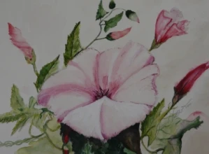 Rosa Ackerwinde
